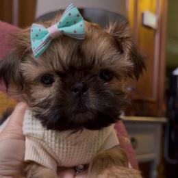 Reba - Red and white female Shih Tzu puppy in Dallas, Texas from Heart and Soul Shih Tzu