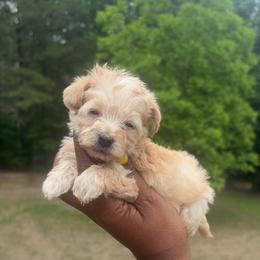 Boy2 - Cream male Yorkipoo puppy in Louisburg, North Carolina from Nell’s Adorable Yorkshire’s