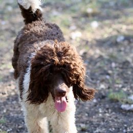 Lauder - Poodle