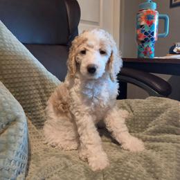 Honey - Cream female Poodle puppy in Casa Grande, Arizona from Arizona's Once Upon A Boston and Poodle ❤️