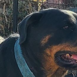Mia - Rottweiler