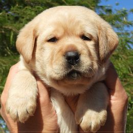 Labrador Retriever Puppies from Outlaws labradors