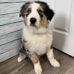 Lilac - Blue merle female Australian Shepherd puppy in Ellensburg, Washington from Creekside Aussies
