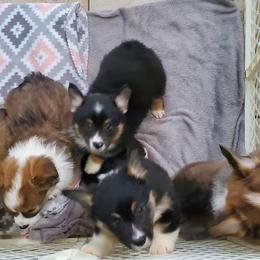 Pembroke Welsh Corgi Puppies from Pembrokes of Walnut Creek