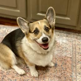 Moana - Pembroke Welsh Corgi