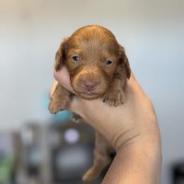 Boy 1 - Cream male Dachshund puppy in Las Animas, Colorado from J&D Dachsies