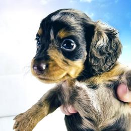 Dachshund Puppies from Meldox
