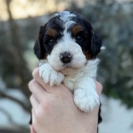 Caramel - Tri-color female Bernedoodle puppy in Modesto, California from Central Valley Canine Companions