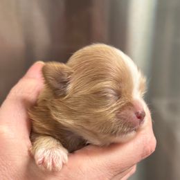 Girl 2 - Gold and white female Shih Tzu puppy in Mobile, Alabama from FluffyTail Shih Tzu