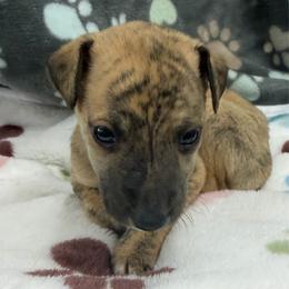 Otis - Red brindle male Whippet puppy in West Plains, Missouri from Sycamore Ridge Puppies