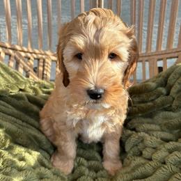 Bora - Apricot female Goldendoodle puppy in Surprise, Arizona from AZ Ohana Doodles