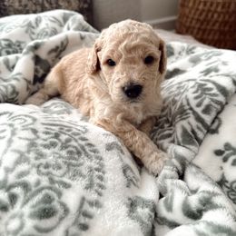 Goldendoodle Puppies from Dolly Doodle’s Doodles