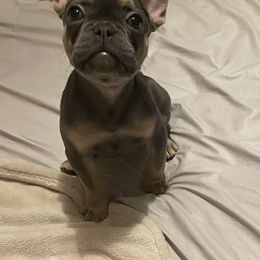 Zuri - French Bulldog