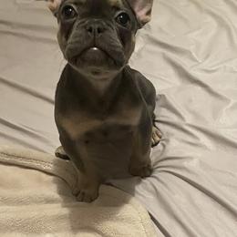 Zuri - French Bulldog