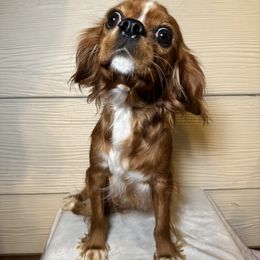 Darla - Cavalier King Charles Spaniel