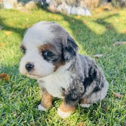 Chestnut - Blue merle male Bernedoodle puppy in Saint Francis, Kansas from Land of Oz Doodles