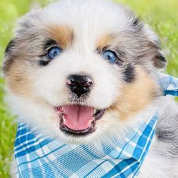 Sweet Baby Hank - Blue merle male Australian Shepherd puppy in Paola, Kansas from Tiz Ranch
