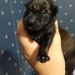 German Shepherd Puppies from Fern Hill Kennel