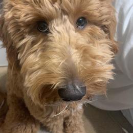 Goldendoodle Puppies from Zink Doodles
