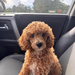 Daisy - Red  female Poodle puppy in Osyka, Mississippi from Southern Sunshine Standards