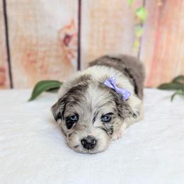 Willow (Purple collar) - Blue merle female Australian Shepherd puppy in Coulee City, Washington from Mr and Mrs Doodle Farm