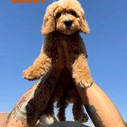 Sunny - Male - Red male Bernedoodle puppy in Peoria, Arizona from Wroth's Pawsibilities