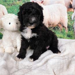 Ronnie - Black and white male Sheepadoodle puppy in Cornelia, Georgia from Yates Family Farm