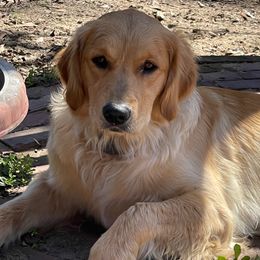 Ruby - Golden Retriever