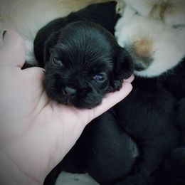 English Foxhound and Cocker Spaniel Puppies from Bleumoon Cockers