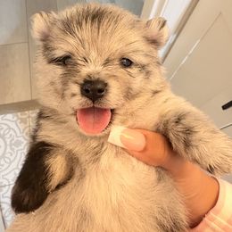Manchas - Blue merle male Pomeranian puppy in Hayward, California from Bay Area Designer Poms