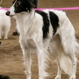 Irish Wolfhounds from S