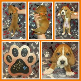 Basset Hound Puppies from Cam’s Country Bassets