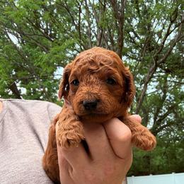 Female 3 - Red  female Poodle puppy in Bettendorf, Iowa from Red Door Poodles