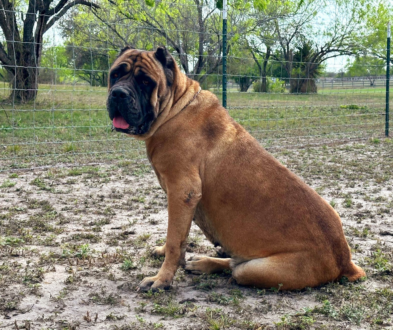 Hannah - Cane Corso