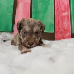 Miniature Schnauzer Puppies from Schnauzers on Robinson Lane