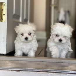Maltese Puppies from Unicorn tiny Maltese puppies
