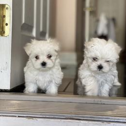 Maltese Puppies from Unicorn tiny Maltese puppies
