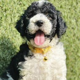 Mr. Butterscotch - Bernedoodle puppy in Ocala, Florida from Prime Time Bernedoodles