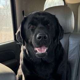 Charlotte - Labrador Retriever