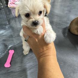 Mowgli - White and tan male Morkie puppy in Tucson, Arizona from Sun-Kissed Morkies