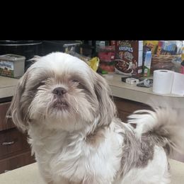 Piper - Shih Tzu