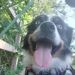 Australian Shepherds from Luna Blue Kennels