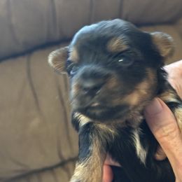 Girl 1 - Black and tan female Yorkshire Terrier puppy in Elizabeth, Indiana from Dwayne’s Yorkshire Terriers
