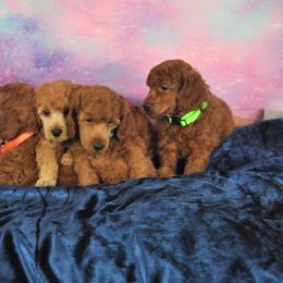 Poodle Puppies from Moyen Majestic Embrace