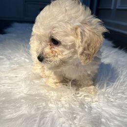 Poodle Puppies from Pawsome Poodles