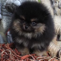 Loki - Black and tan male Pomeranian puppy in Memphis, Michigan from Magix'z Pomeranians