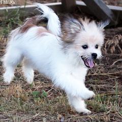 Fergus - Brown male Mi-Ki puppy in Elizabeth, Colorado from Royal T Mi-Kis