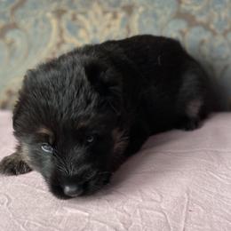Pink collar girl - Bi-color female German Shepherd puppy in Coleta, Illinois from Four Leaf Farm- Vom Vierblättriges Bauernhof