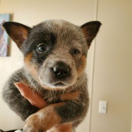Blue girl (small overbite) - Blue speckled female Australian Cattle Dog puppy in Lenoir, North Carolina from Blue Coyote Ranch