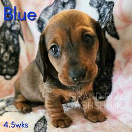 Blue Girl - Red female Dachshund puppy in South Dakota from Grand River Dachshunds